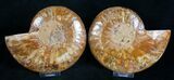Polished Ammonite Pair - Purple Hues #8418-1